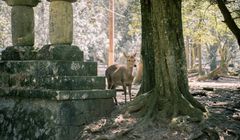 Berapa Gaji Kerja di Nara Jepang?