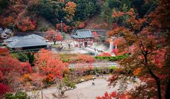 6 Peribahasa Jepang Musim Gugur, Salah Satunya Tentang Perasaan Wanita