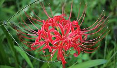 Arti Bunga Red Spider Lily atau Higanbana, Identik dengan Hal Mistis