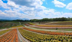 Prakiraan Cuaca di Hokkaido 1-7 Oktober 2024: Berawan, Cerah, dan Hujan