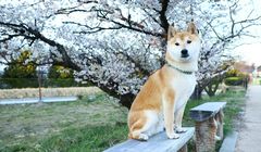 Selain Shiba Inu, Ini Ras Anjing Populer dari Jepang