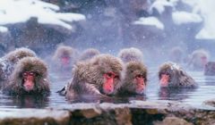 Kenalan dengan Monyet Salju di Jigokudani Monkey Park, Suka Berendam di Onsen