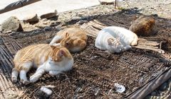 Pulau Aoshima, Surga Kucing di Jepang yang Terancam Punah