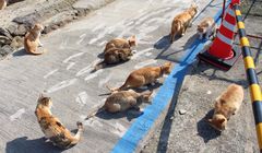 5 Pulau Kucing di Jepang, Ada yang di Dekat Tokyo