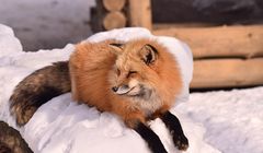 Zao Fox Village, Desa Rubah di Jepang yang Dulu Tempat Riset Parasit