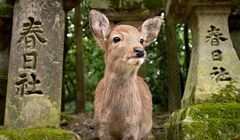 Bahaya! Jangan Lakukan Ini ke Rusa di Nara Park Jepang