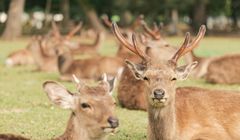 Wisata Nara, Bertemu Rusa di Nara Park hingga Makan Sushi Daun Kesemek