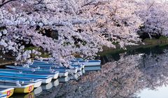 Wisata Sakura Jepang, Hanami di Tengah 2.600 Pohon Sakura