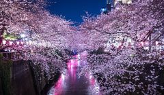 Kapan Bunga Sakura Mekar di Tokyo, Jepang?