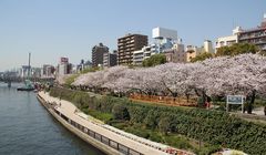 Sakura di Tokyo Mulai Mekar 21 Maret, Hanami di Mana?