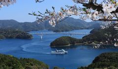 Melihat Bunga Sakura di Shinkamigoto, Pulau Misterius di Nagasaki