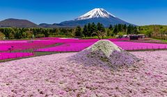 Fuji Shibazakura Festival 2025, Hamparan Bunga Mirip Sakura di Kaki Gunung Fuji