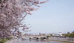 5 Tempat Melihat Bunga Sakura di Kyoto, dari Taman Kasamatsu sampai Kuil Hoshakuji