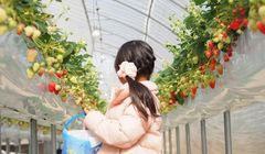 Panen Rebung dan Petik Buah Musim Semi di Jepang, Mau Ikut?