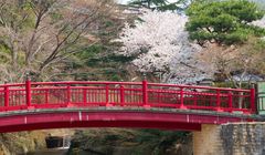 5 Tempat Hanami Sakura Terpopuler di Kobe, Ada Taman Sumaura dan Sumadera