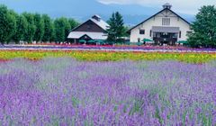 Waspada! Hujan dan Suhu Dingin di Hokkaido 6-12 Mei 2025, Simak Persiapannya