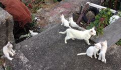 Jumlah Anjing dan Kucing Peliharaan di Jepang Lebih Banyak dari Anak-anak