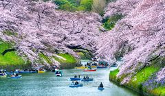 Musim Semi di Jepang: Waktu Terbaik untuk Hanami, Mendaki Gunung, dan Menikmati Tradisi Unik