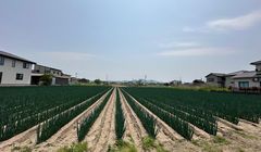 Ternyata Ini Perbedaan Petani di Jepang dan Indonesia