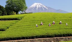 Pencinta Teh Jepang Wajib Tahu! Musim Shincha dan Serunya Petik Daun Teh Segar