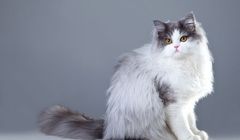 12 Ras Kucing Asal Asia yang Penyayang dan Mendunia