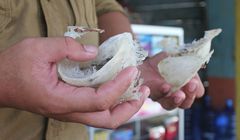 Indonesia Ajak Jepang Kolaborasi Kembangkan Produk Sarang Burung Walet
