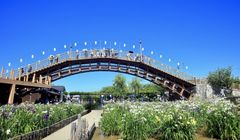 Liburan ke Jepang Mei sampai Juni? Ini 3 Taman Bunga Iris Terbaik di Jepang