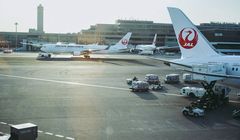 Bandara di Jepang Batalkan Belasan Penerbangan Gara-gara Hewan Ini...