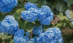 Penyebab Daun Hydrangea Berlubang dan Cara Memperbaikinya