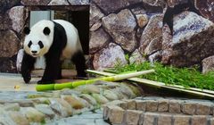 4 Panda di Jepang Pulang Kampung, Bikin Sedih Ribuan Orang