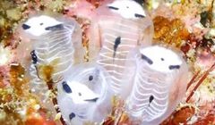 Penyelam Temukan Spesies Laut Mirip Kerangka Panda di Jepang, Ini Fakta Ilmiahnya