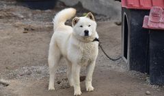 7 Ras Anjing Asal Korea yang Langka dan Terancam Punah 