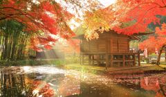 Mengapa Warna Daun di Jepang Berubah Saat Musim Gugur? Ini Pengaruh Suhunya