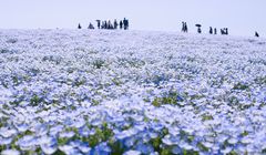 4 Taman Bunga Terindah di Jepang Saat Musim Gugur, Ada Hitachi Seaside Park