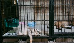 Ingin Adopsi Kucing atau Anjing di Jepang? Siap-siap Tanda Tangan Kontrak dan Dicek Tempat Tinggalnya