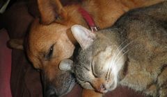 Pengen Tahu Cara Sebut Kucing atau Anjing dalam Bahasa Jepang? Ini Panduannya!