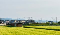 Musim Panen Padi di Jepang Dimulai, Petani Rayakan Panen Termahal dalam Satu Dekade