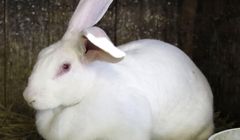 Kisah Kelinci Jumbo Akita, Hidangan Tradisional Jepang yang Terancam Punah