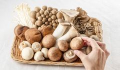 Musim Jamur di Jepang, Kenapa Musim Gugur Jadi Waktu Terbaik Menikmati Matsutake?