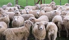 Liburan ke Peternakan di Jepang? Ini Bahasa Jepang yang Wajib Kamu Kuasai