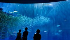 Seru dan Edukatif! Panduan Bahasa Jepang Saat Jalan-jalan ke Akuarium Jepang
