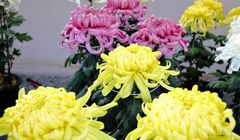 Menikmati Keindahan Bunga Musim Gugur di Jepang, dari Krisan hingga Kosmos