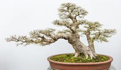 Peran Lumut yang Jarang Disadari dalam Keindahan Bonsai Jepang