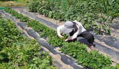 Panduan Lengkap Tokutei Ginou untuk Kerja Pertanian Jepang: Syarat, Ujian, dan Prosesnya