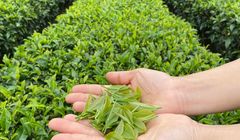 10 Perbedaan Matcha vs Green Tea yang Sering Disalahpahami