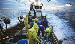 Cara Kerja di Perikanan Jepang Lewat Tokutei Ginou: Syarat, Ujian, dan Alur Lengkap