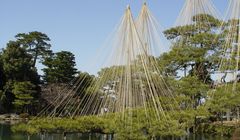 Tradisi Yuki-tsuri di Kanazawa Dimulai, Sambut Persiapan Musim Dingin