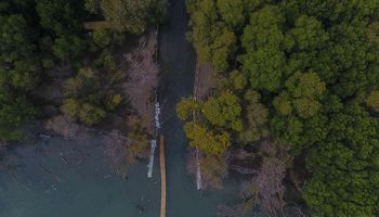 Menjaga Mangrove Tetap Hidup, Bukan Sekadar Menanam