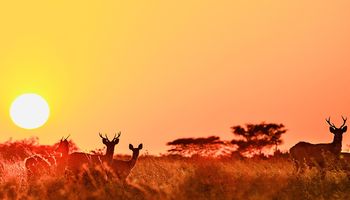 Satgas Inovasi Pembiayaan Taman Nasional: Konservasi atau Komodifikasi?