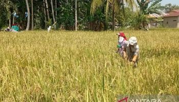 Alam Tidak Salah, Kita yang Terlambat Membaca Tanda
